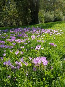 Blumenwiese im Halbschatten.